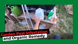 #168 Bug Infestation in the Garden and an Organic Remedy