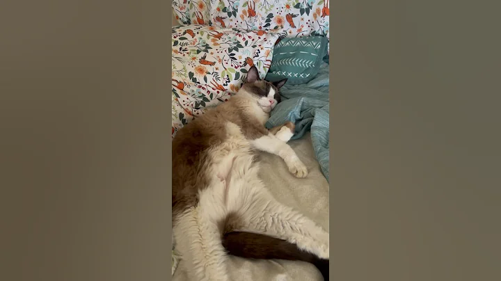 Watch the video about Sleepy snowshoe cat #snowshoecat #sleepy #cutecat #shorts #catsofyoutube