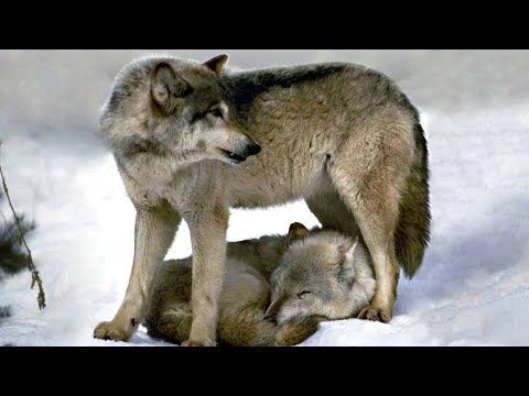 Video: Ar vilkai poruojasi visą gyvenimą?