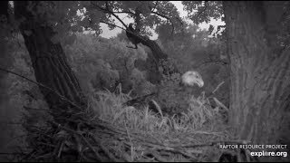Decorah Eagles~ (Edited) Mom \&  Sub adult in the Nest_7.12.19