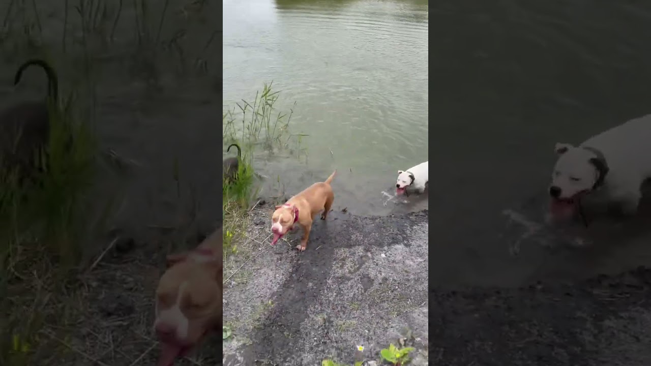 How Many Dogs Can You See😍😍