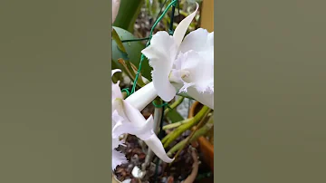 Cattleya Orchids It S A Pure White Flowers 