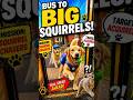 Animal Voice Over #5 Squirrel Bus #viral #viralshorts #voiceover #pets