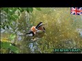 Beautiful Duck In The World Alone😒 (Mandarin Duck) @lovenaturesbeauty 
