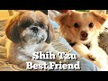3 Year Old Shih Tzu Daily Life Routine