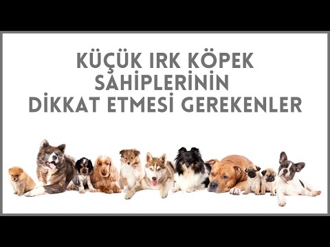 Küçük Irk Sahiplerinin Dikkat Etmesi Gerekenler