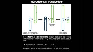 Robertsonian Translocations & Correlation to Down Syndrome