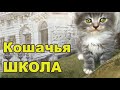 Приколы с котятами 😹 Один день котёнка Васьки