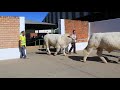 zafra feria del ganado