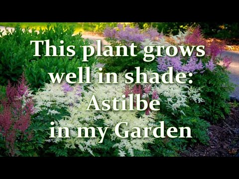 How I'm Planting and Growing Astilbe in my Garden: Astilbe varieties // Alexa's Garden