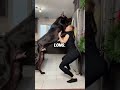 Great Dane Is Taller Than Human