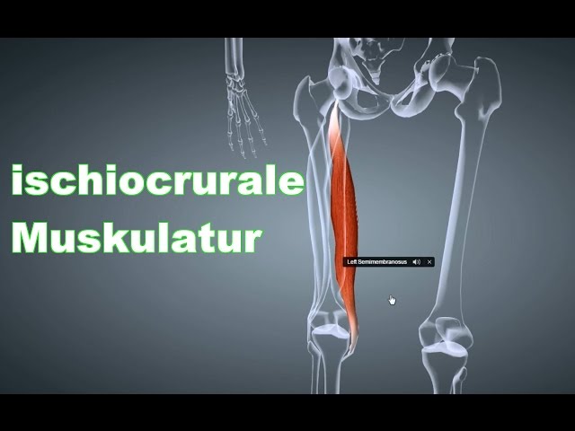 M. Ischiocrurale Beinbeuger: Ansatz, Ursprung, Funktion, Körperübung, Dehnungsübung B-Lizenz Prüfung