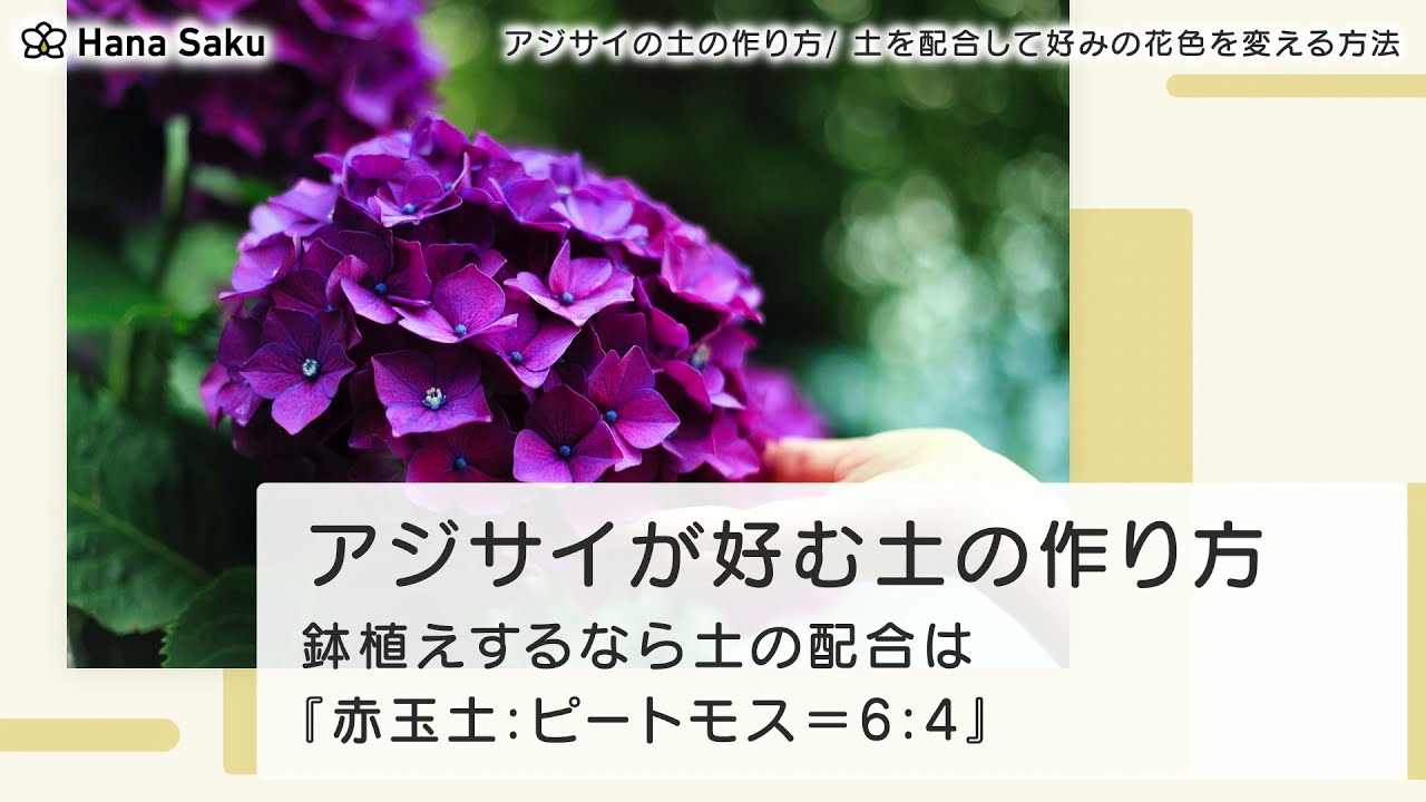 アジサイ 紫陽花 の土の作り方 土を配合して好みの花色を変える方法 Hanasaku