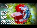 Top 10 Tips To Make Your Betta Fish Happy