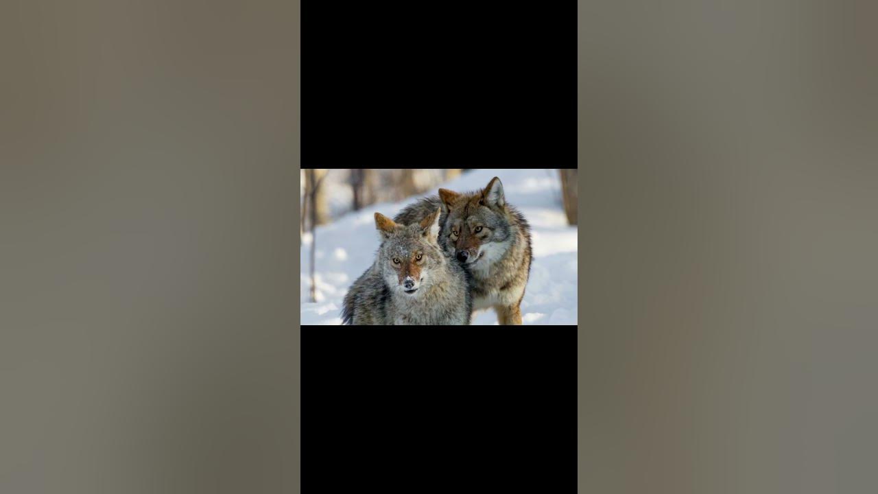 Coyote mating sounds explained! #shorts - YouTube