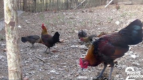 Saib laus qaib dib thiab poj qaib dib zoo nkauj