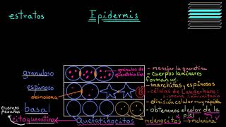 ¿Qué es la piel? (Epidermis) | Fisiología del sistema tegumentario | Khan Academy en Español