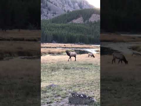 BIG ELK In Rut in Yellowstone National Park | On Location | #shortsvideo