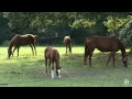 Massachusetts horses and breeders benefit from new gaming act Massachusetts horses and breeders benefit from new gaming act