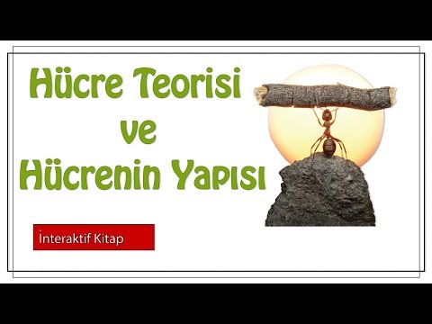 Video: Hücre teorisinin 4 noktası nedir?