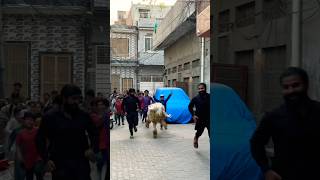 Shero pyara bakra😍😂 #ytshorts #funny #viralreels #shorts #fun #bakraeid #qurbani #sheep #shero