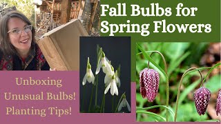 Plant Fall Bulbs NOW for Spring Flowers Unboxing 3 Unusual Bulbs, Tips for Growing