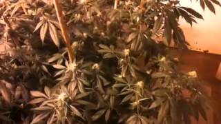 Day 31 flower ommp indoor 2014