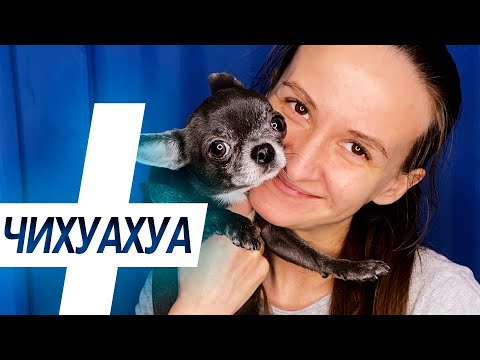 Чихуахуа- больше, чем собака! Причины завести чихуахуа