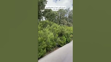 تلاوة خاشعة تهدأ النفوس من سورة الحشر  القارئ الشيخ سعد الغامدي  saad el ghamdi