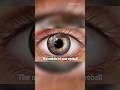 What are eye floaters and why do you see them in your vision?