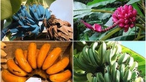 Những giống chuối kỳ lạ nhất thế giới có thể bạn chưa được nhìn thấy