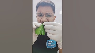 Leaf Under Microscope #microscopy