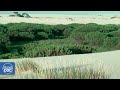 ¿Cómo es el Parque Nacional de Doñana? Descubre todos sus detalles (DOCUMENTAL COMPLETO)