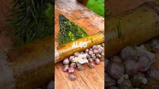 Where Fox Nuts Really Come From – You Won’t Believe It! 🌱💧