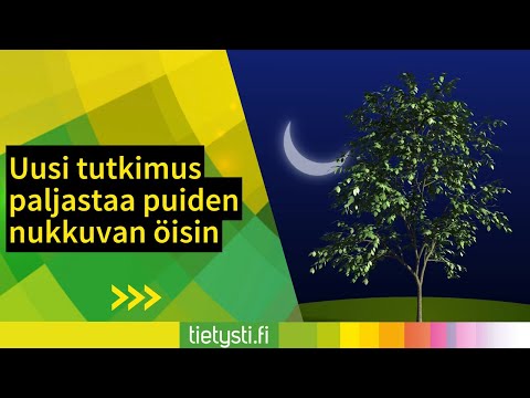 Video: Uusi tutkimus vahvistaa, että koiranomainen on paras ihminen