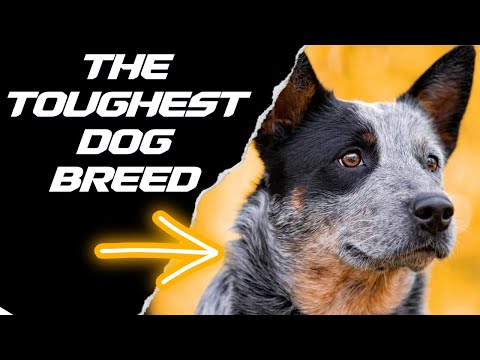 Video: Blue Heeler Dogs: Aggressive endnu Loyal