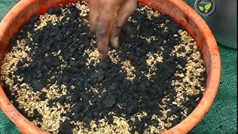 Use of Bio Fertilizers - Azotobacter