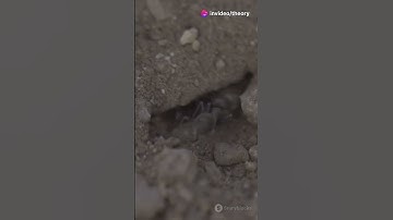 How Do Ants Find Their Way Back Home? #Ants #shorts