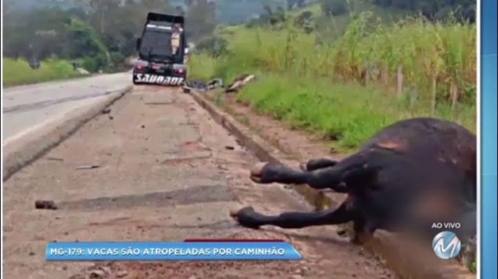 Perigo na estrada: vacas são atropeladas por caminhão