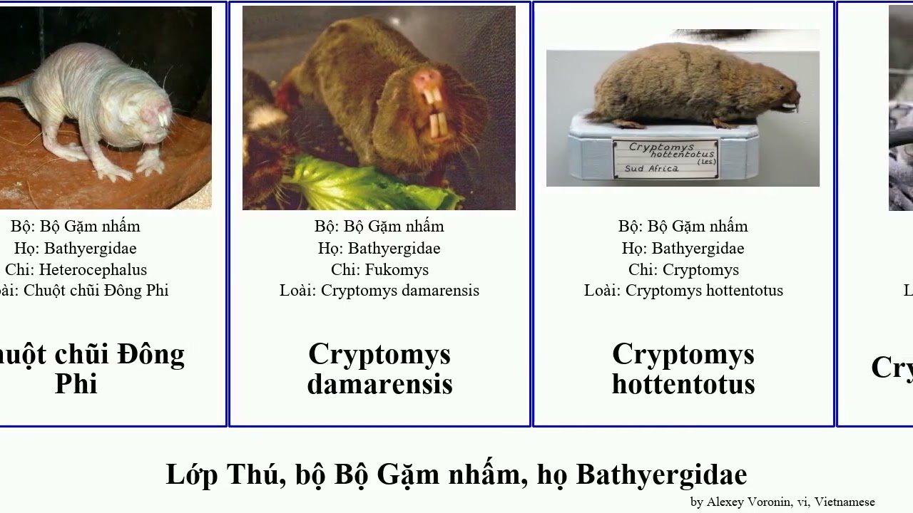 Lớp Thú, bộ Bộ Gặm nhấm, họ Bathyergidae cryptomys mammal janetta Bathyergus Chuột Bolger mechowi