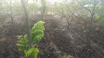 KỶ THUẬT HỆ THỐNG TƯỚI NA 🍀TÂY NGUYÊN XANH Group. 090.77777.47. Gia Lai