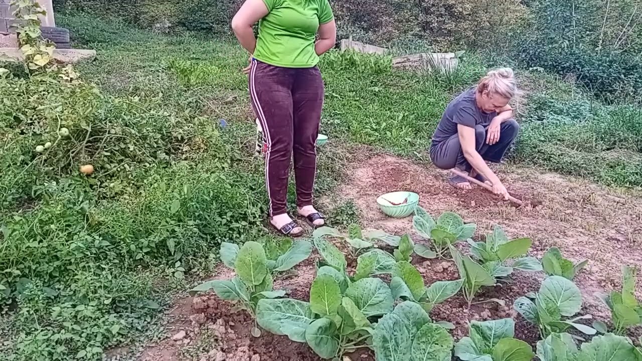 Vadimo mrkvu pogledajte samo kolika je Masallah