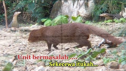 Lanjut hunting meski unit ada gangguan, pest control hama garangan dan biawak..