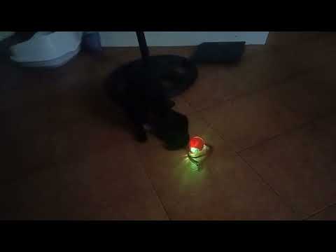 My cat 🐈 Persian playing her toys