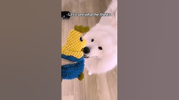 Thumbnail of Dog vision filter to find the best toy for mylo