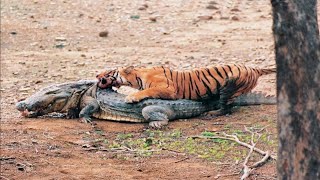 Crocodiles vs tigers, video compilation &amp; interaction analysis