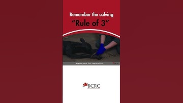 Calving Rule of Three  #calf911  #calvingseason #calving #beefcattle