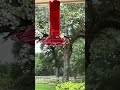 Fall Hummingbird migration 2022