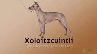 Xoloitzcuintli – The Mexican Hairless Dog