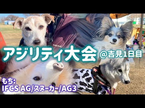 【アジリティ大会】スヌーカーで幻の高得点【日本スピッツ☆もち】